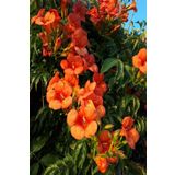 Acem Borusu Campsis Radicans, BTSDMS30