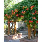 Acem Borusu ( Campsis Radicans ) Sarmaşık Fidanı 125-150 Cm