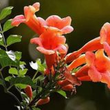 Acem Borusu (Campsis Radicans) Sarmaşık Fidanı 15 25 cm boylarında