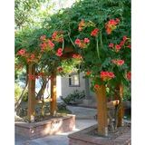 Acem Borusu ( Campsis Radicans ) Sarmaşık Fidanı 50-60 cm