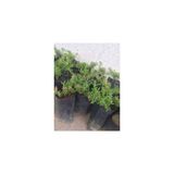 Acem Halısı Çiçeği Fidanı 10-20 Cm