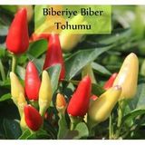 Acı Biber Tohumu 10 Gr (1000 Adet) Cin Biberi Tohumu Yukarı Bakan