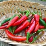 ACI KUŞ BİBERİ(BIRD PEPPER)10+TOHUM+SAKSI+TOPRAK