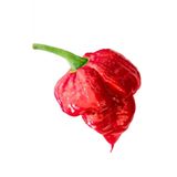 Acı Trinidad Scorpion Biber Tohumu Ekim Seti 5 Tohum +Saksı+Topra