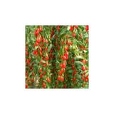 Açık Kök Goji Berry Fidanı 40-80 cm 1027853