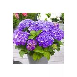 Açık Mor Ortanca Çiçeği Fidanı 10-20 Cm