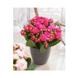 Açık Pembe Canlı Kalanchoe Çiçeği Kalanşo Saksılı Ithal, SRD30012025BYB1040