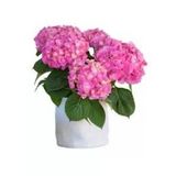 Açık Pembe Canlı Ortanca Çiçeği Fidanı 10-20 Cm