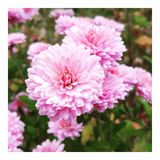 Açik Pembe Kasımpatı Çiçeği Fidanı Saksılı 10-20 Cm