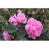 Açık Pembe Kokulu Yediveren Sarmaşık Gül Fidanı 10-20 Cm