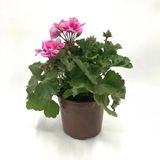 Açık Pembe Sardunya Çiçeği Fidanı Saksılı 10-20 Cm