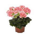 Açık Pembe Sardunya Çiçeği Fidesi 10-20 cm