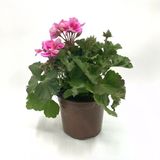 Açık Pembe Sardunya Çiçeği Fidesi Fidanı 10-20 Cm