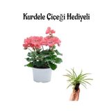 Açık Pembe Sardunya Çiçeği Sevgililer Gününe Özel Kurdele Çiçeği Hediyeli, BTS001NA2428