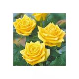 Açık Sarı Yediveren Sarı Sarmaşık Gül Fidanı 10-20 Cm