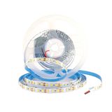 ACK AS01-02500 10W/mt 12V 120 Ledli 3000K Günışığı Şerit Led