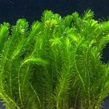 Ada Akvaryum Bitkisi Elodea Densa 5 Dal 20-25 CM
