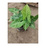 ADA ÇİÇEK EVİ Melek Kanadı Çiçeği Fidanı 10-20 cm