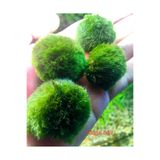 ADA Moss Ball Marimo Yosun Topu 5 adet alana + 1 adet hediye
