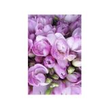 Ada Tarım 1 Adet Lila Frezya Çiçeği Soğanı Katmerli Mis Kokulu