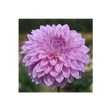 Ada Tarım 1 Adet Lila Renk Yıldız (Dahlia) Çiçek Soğanı