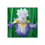Ada Tarım 2 Adet Mavi Kanat Iris Germenica Çiçek Soğanı