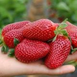 ADA TARIM 60 Adet Sweet Charlie Çilek Fidesi Taze Söküm Ve Frigo Açık Kök Garantili