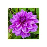 Ada Tarım Dev Yıldız Çiçeği Yıldız Soğanı Dahlia Lilac Time Soğanı 1 Adet Boy 120 Cm