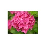 ADA TARIM TÜPLÜ PEMBE ORTANCA FİDANI 30CM 12 AY DİKİM...