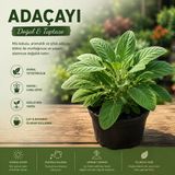 Adaçayı Bitkisi - Saksılı Canlı Fide, Mutfak Ve Bahçe İçin, 20-30 Cm - Taber