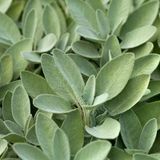 Adaçayı Fidesi Salvia Fruticosa 6 Adet