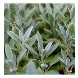 Adaçayı Şalba Fidanı 15-25 Cm (Salvia Officinalis)