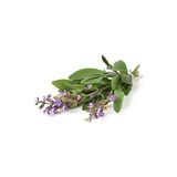 Adaçayı Tohumu Salvia Officinalis Paket