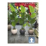Adayapaycicek Yapay ağaç yapay çiçek 175 cm 10 yaprak
