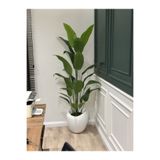 Adayapaycicek YAPAY ÇİÇEK YAPAY AĞAÇ 210 CM STARLİCE 24 YAPRAK