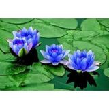 Adet Tohum Nadir Bulunan Mavi Lotus Çiçeği Tohumu Lotus Su Çiçeği Tohumu Nilüfer Çiçeği To