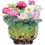 Adet Tohum Nadir Karışık Uzak Doğu Kutsal Karışık Lotus Çiçeği Tohumu Stokla Sınırlı To