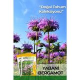 Adet Yabani Bergamot Çiçek Tohumu