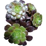 Aeonium Arboreum Var. Atropurpureum Sukulent Bitki
