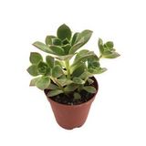 AEONİUM HAWORTHİİ SUKULENT 5,5CM SAKSIDA