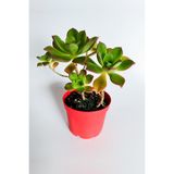 Aeonium Haworthii Sukulent 8.5 cm Saksıda | Canlı Bitki, 8.5 cm Saksı, Kırmızı Saksı, İç Mekan Bitkisi, Sukulent Tür