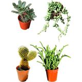 Aeonium Hawortii - Tespih Çiçeği - Prenses Çamı - Tavşan Kulağı