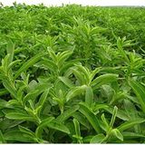 Aesco 100 Tohumluk Kedi Nanesi Tohumu, Catnip - 0,2 kg