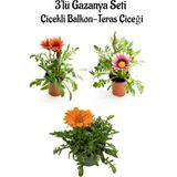 Aesco Bitkim Sende Gazanya Çiçeği, 3 Adet Saksılı, 10-20 Cm, Balkon Çiçeği, Kırmızı-Pembe-Beyaz-Turuncu