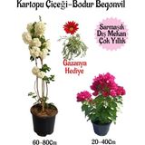 Aesco Bitkim Sende Kartopu Çiçeği, Pembe Bodur Begonvil, Kırmızı Gazanya Hediyeli Saksılı Bahçe Seti