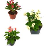 Aesco Gardenbox Dikenler Tacı Milli Kırmızı-Beyaz-Pembe Renk 3 Adet Saksılı 10-20CM Euphorbia