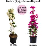 Aesco Gardenbox Kartopu Çiçeği, Fuşya Begonvil, Turuncu Gazanya Hediyeli Saksılı Bahçe Seti, Çok Renkli