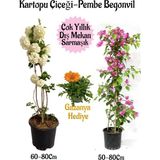 Aesco Gardenbox Kartopu Çiçeği, Pembe Begonvil, Kırmızı Gazanya Hediyeli Saksılı Bahçe Seti, Çok Renkli