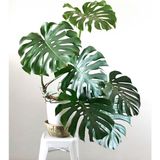Aesco Gardenbox Monstera Deliciosa Deve Tabanı, 80-100 Cm, Iç Mekan Bitkisi