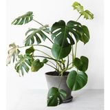 Aesco Gardenbox Monstera Deliciosa Iç Mekan Bitkisi, 70-100 Cm, Saksılı, Yeşil